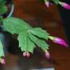 Schlumbergera truncata